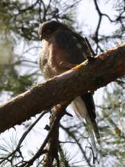 Accipiter nisus